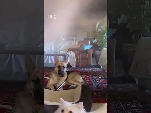 Cute pet video alert! 🚨 #shorts #pets