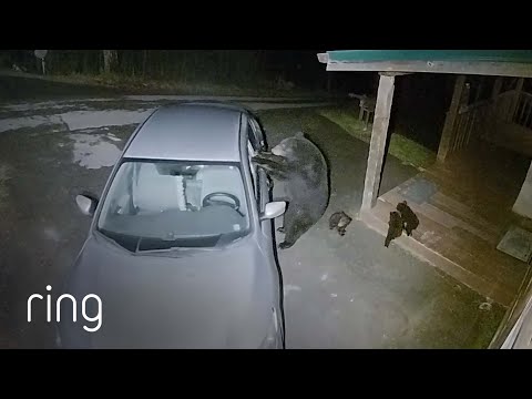 Hungry Bear Makes a Great Big Mess | RingTV