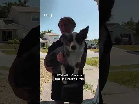 A 7.5-month Mini Aussie puppy escaped her yard and wandered to neighbor’s mailbox
