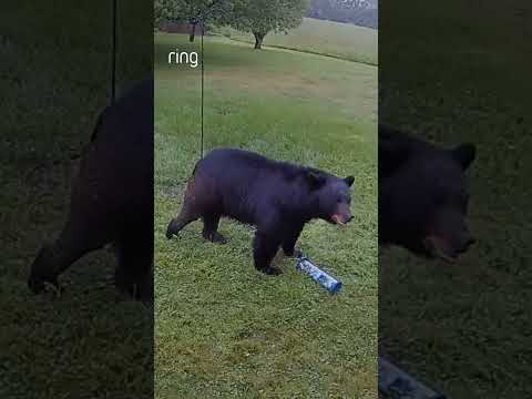 A hungry bear helped itself to some birdfeed in this neighbor’s yard!