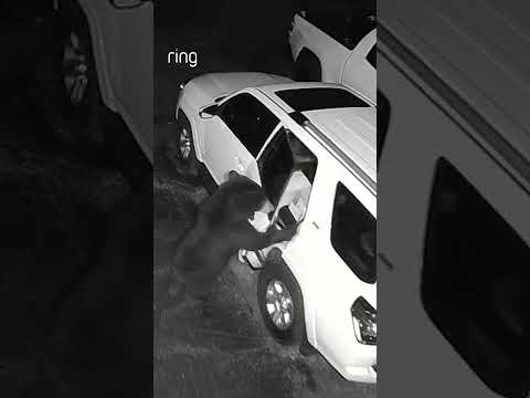 Imagine trying to explain this one to people – ‘Sorry I’m late, a bear broke into my car.’ 😂