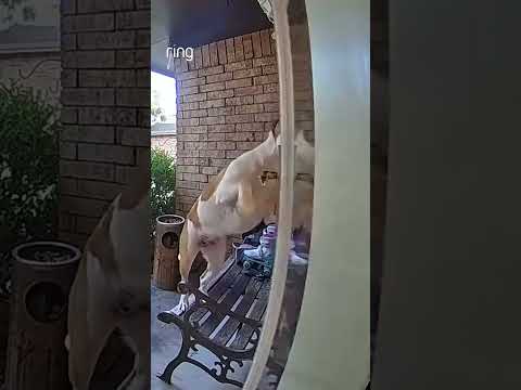 What a clever puppy! Watch Hazel open the front door all by herself.