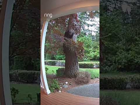 POV: The coyote shows the bear who really runs the block 🐾🤣
