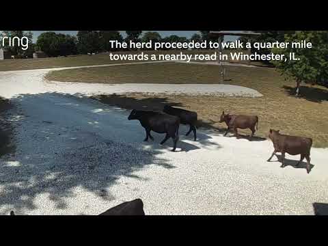 Lost Herd of Calves are Brought Back Home | RingTV