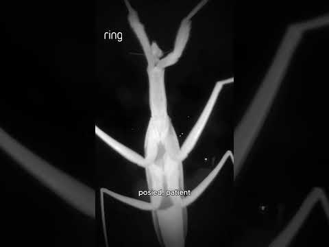 Halloween after dark: tiny trick-or-treaters captured on Ring cameras🦟 🕸️