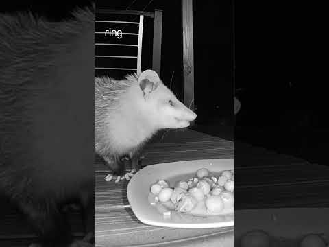 ASMR: baby opossum editon 🫐