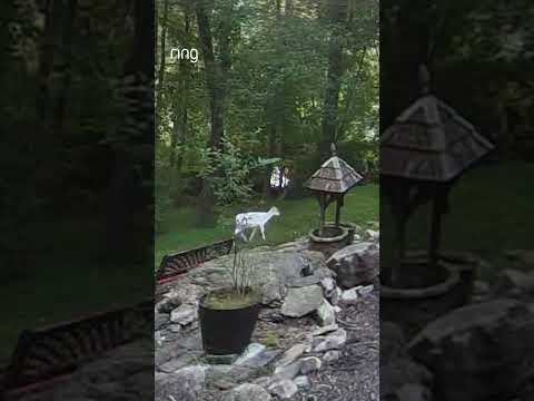 Darren’s Ring camera captured a very rare sighting of an albino deer! 🦌