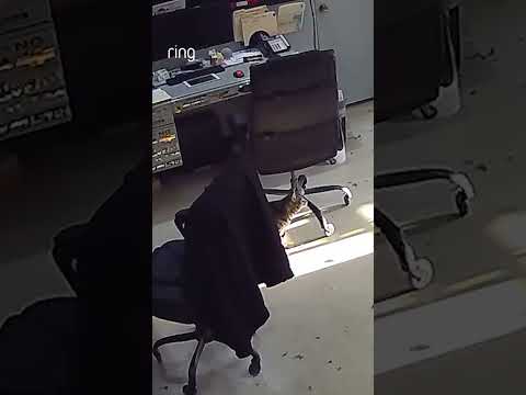 When you walk into your office and are surprised with a new colleague 🦜