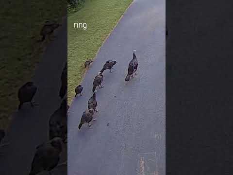 Gobble gobble! These turkey visitors stole the show! 🦃