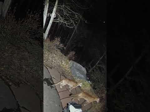 Living in an area with wildlife = checking your Ring before going outside…Jason is glad he did! 😯