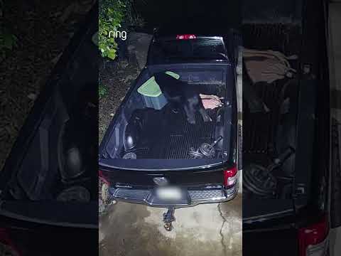 Things we weren’t expecting to see on Live View…this! 🐻