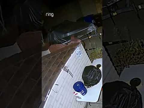 Ring Siren vs. Yard Trespasser 🚨 Spoiler: they didn’t stick around for long.