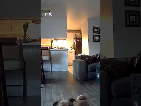 When Mom checked in on Two-Way Talk, Peanut’s guard dog instincts kicked in with a mighty howl! 🐶