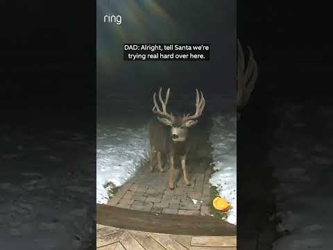 When they saw “Santa’s reindeer,” they had to send a message straight to the North Pole 🎅 ✨