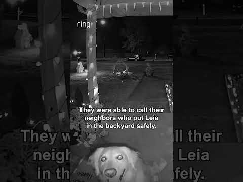 Fireworks can scare your pets 🎆 Here’s your reminder to prep for NYE 🐕❤️