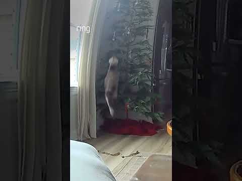 According to Rooster, it’s time to take down the Christmas tree! 🎄When do you take down your decor?