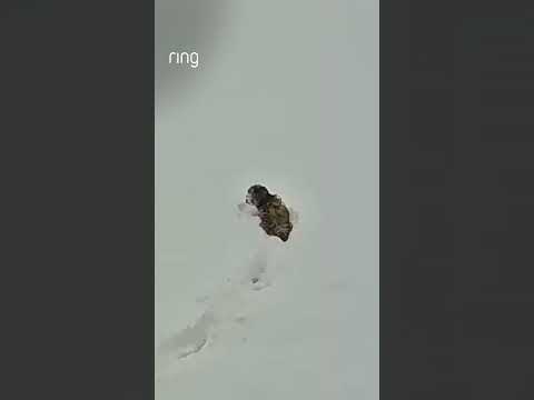 Justin’s new puppy had the time of her life running around in the snow for the first time! ❄️