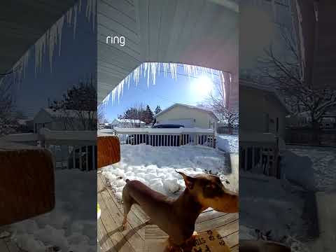 Kevin the Doberman surprised his parents at the front door – their reactions are priceless! 🤣🐕