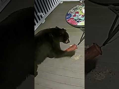 When your bird feeder becomes a bear feeder 🐻