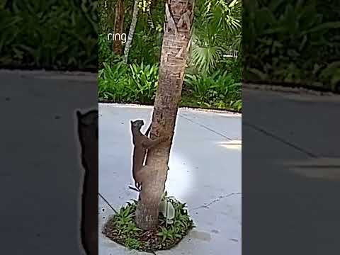 Two agile squirrels successfully evade a bobcat’s pursuit! 🐿️