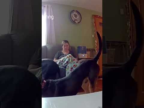 Joey just delivered the loudest toot of his life. 😂🐕💨