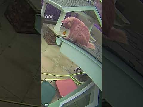 Teamwork! 🐱 John saw Simba in distress on the roof through his Ring camera and rushed to help.