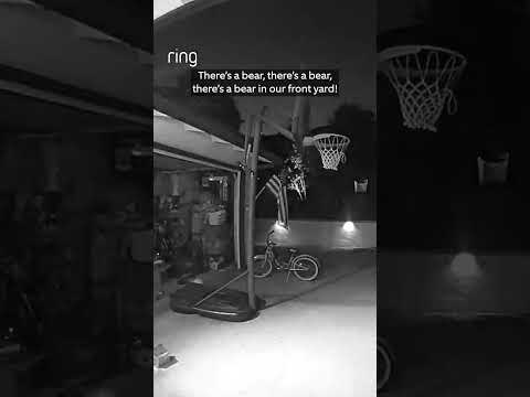 When your front yard is a bear crossing zone 🐻😅