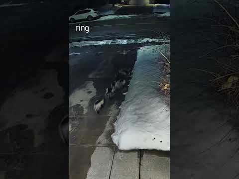 The most stinking-cute family ever! 🦨