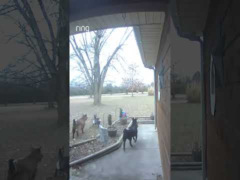 Motion detected: mischief in progress 🐐🌳