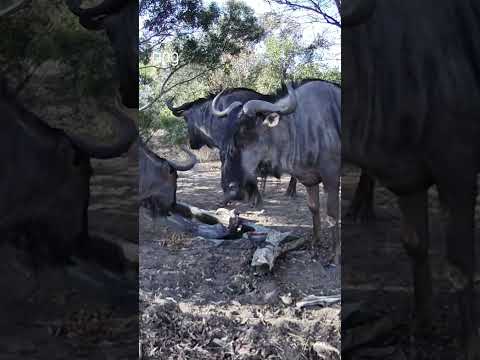 In South Africa, Deon set up Ring cameras on his property to admire the spectacular wildlife!