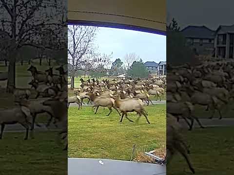 How many did you count? 🦌