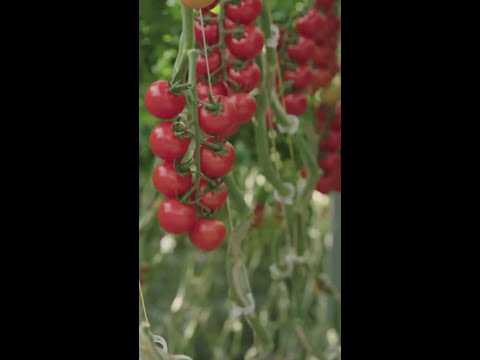 Watch innovation grow I Nature Fresh Farms