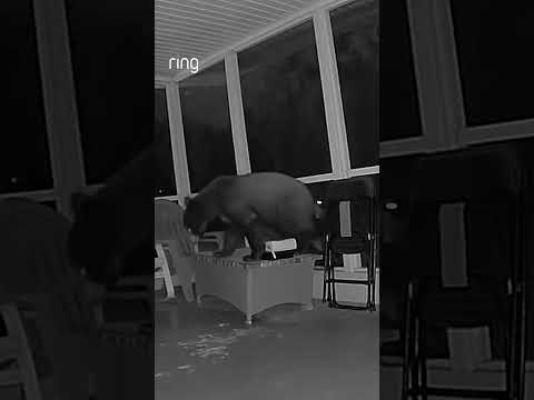 When your back porch becomes the dinner spot for a mama bear and her 4 cubs 🐻