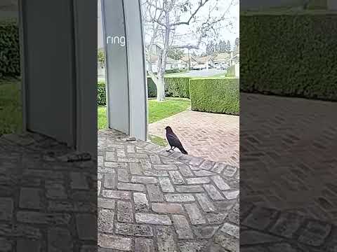 That is one determined squirrel 🤣