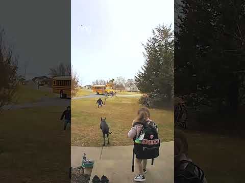 Blue was excited for first day back to school! 🚌🐕