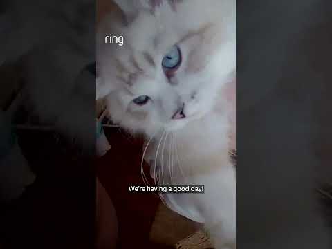 When mom needs her kitten fix in the middle of the day 🐱