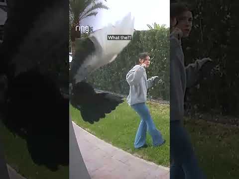What the duck?! 🦆