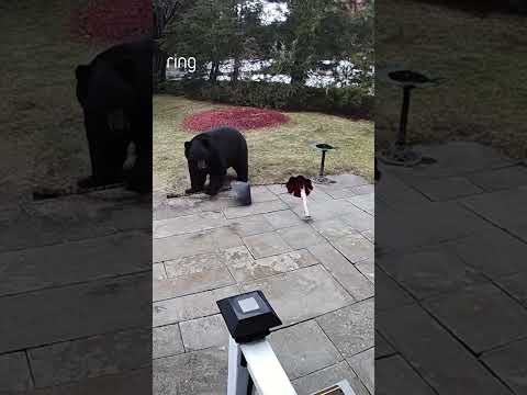 Emory the bear stops by for an afternoon snack 🍿