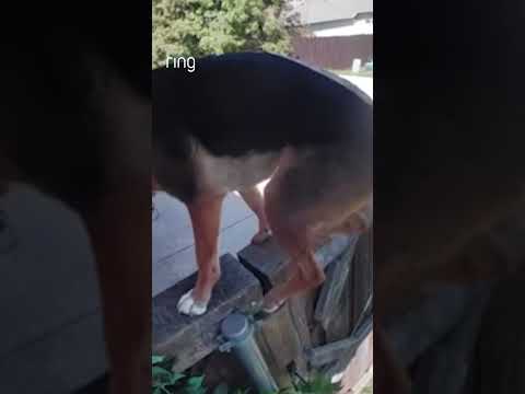 This dog is an escape artist! 😳