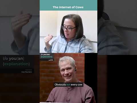 The Internet of Cows