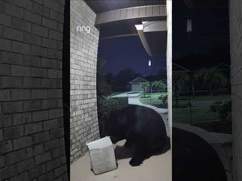 When your damaged package claim says “a bear opened it” and you actually have proof