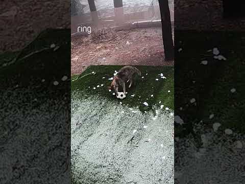 Soccer fever has taken the world by storm! Even coyotes want to get in on the fun ⚽️