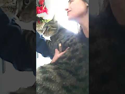 Lauren didn’t think she’d see her cat again…until he returned home for this sweet reunion!