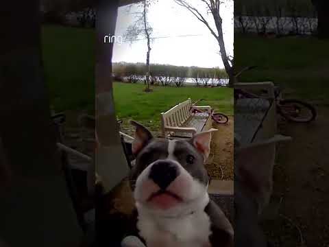 Good boy, Ohly! This pup uses the Ring doorbell to let his mom know when he’s ready to come inside 🐶