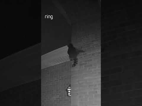 Susan had a cute late-night visitor! 🦝