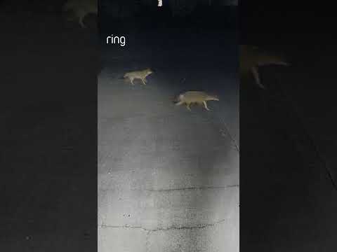 Motion Detected: A family of coyotes. What would you do if you saw this on your Live View?