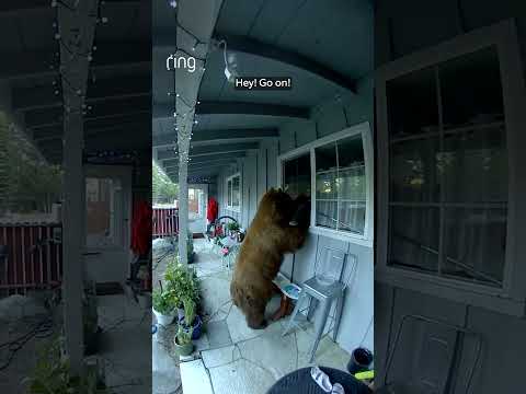 This bear picked the wrong house 🐻
