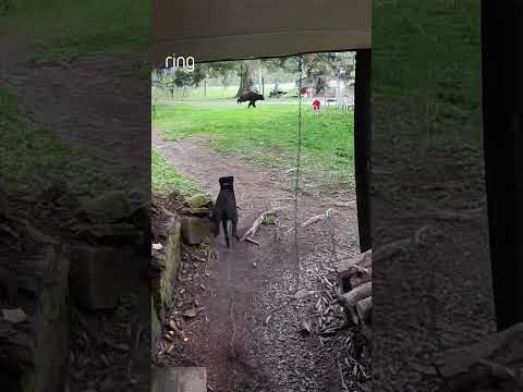 Angus activated “watch dog” mode as soon as he saw that bear!