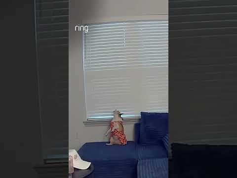 Baby the chihuahua is rarely left alone. Now we know why. 😂