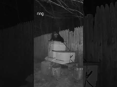 Two-Way Talk works on all unwanted visitors. Even on black bears trying to get into beehives 🐝